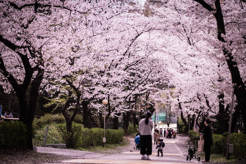 Primavera en Corea